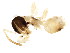  ( - 10BELIZE-0249)  @13 [ ] CreativeCommons - Attribution (2012) CBG Photography Group Centre for Biodiversity Genomics