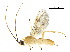  (Triraphis carlosherrerai - DHJPAR0030715)  @13 [ ] CreativeCommons - Attribution (2018) CBG Photography Group Centre for Biodiversity Genomics