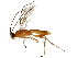  (Aleiodes normwoodleyi - DHJPAR0030719)  @13 [ ] CreativeCommons - Attribution (2018) CBG Photography Group Centre for Biodiversity Genomics
