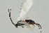  (Apanteles edgarjimenezi - DHJPAR0034281)  @14 [ ] CreativeCommons - Attribution Non-Commercial Share-Alike (2015) Jose L. Fernandez-Triana Canadian National Collection