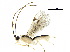  ( - DHJPAR0035251)  @13 [ ] CreativeCommons - Attribution (2018) CBG Photography Group Centre for Biodiversity Genomics