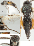  ( - DHJPAR0035483)  @13 [ ] CreativeCommons  Attribution Non-Commercial Share-Alike (2018) Jose Fernandez-Triana Canadian National Collection of Insects, Arachnids and Nematodes