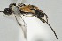 ( - DHJPAR0035483)  @13 [ ] CreativeCommons - Attribution Non-Commercial Share-Alike (2015) Jose L. Fernandez-Triana Canadian National Collection