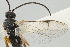  ( - DHJPAR0035483)  @12 [ ] CreativeCommons - Attribution Non-Commercial Share-Alike (2015) Jose L. Fernandez-Triana Canadian National Collection