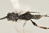  ( - DHJPAR0035502)  @12 [ ] CreativeCommons - Attribution Non-Commercial Share-Alike (2015) Jose L. Fernandez-Triana Canadian National Collection