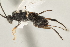  (Apanteles laurenmoralesae - DHJPAR0035502)  @13 [ ] CreativeCommons - Attribution Non-Commercial Share-Alike (2015) Jose L. Fernandez-Triana Canadian National Collection