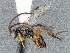  (Microplitis alexanderrojasi - DHJPAR0036323)  @13 [ ] CreativeCommons - Attribution Non-Commercial Share-Alike (2015) Jose L. Fernandez-Triana Canadian National Collection