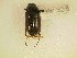  (Phyllophaga bipartita - MP333)  @13 [ ] Unspecified (default): All Rights Reserved  Unspecified Unspecified