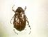  (Phyllophaga paternoi - MP1164)  @13 [ ] Unspecified (default): All Rights Reserved  Unspecified Unspecified