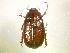  (Phyllophaga arkansana - MP1339)  @14 [ ] Unspecified (default): All Rights Reserved  Unspecified Unspecified