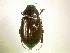  (Phyllophaga lodingi - MP1365)  @14 [ ] Unspecified (default): All Rights Reserved  Unspecified Unspecified
