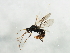  ( - 10BZMT-0129)  @13 [ ] CreativeCommons - Attribution (2010) CBG Photography Group Centre for Biodiversity Genomics