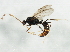  (Odontomachus yucatecus - 10BZMT-0141)  @15 [ ] CreativeCommons - Attribution (2010) CBG Photography Group Centre for Biodiversity Genomics