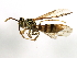  ( - 10BZMT-0147)  @13 [ ] CreativeCommons - Attribution (2010) CBG Photography Group Centre for Biodiversity Genomics