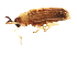  (Sumitrosis pallescens - 10BZMT-0286)  @12 [ ] CreativeCommons - Attribution (2010) CBG Photography Group Centre for Biodiversity Genomics