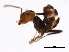  ( - 10BZMT-0545)  @13 [ ] CreativeCommons - Attribution (2010) CBG Photography Group Centre for Biodiversity Genomics