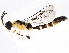  ( - 10BZMT-0229)  @13 [ ] CreativeCommons - Attribution (2011) CBG Photography Group Centre for Biodiversity Genomics