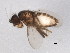  (Trachyopella cf. minuscula - BIOUG00721-A09)  @12 [ ] CreativeCommons - Attribution (2011) CBG Photography Group Centre for Biodiversity Genomics