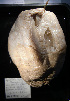  (Synoicum ostentor - A1SYN95)  @11 [ ] CreativeCommons - Attribution Non-Commercial Share-Alike (2011) A. Dettai Museum National Histoire Naturelle