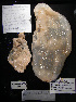  (Phlebobranchia - P5ASCA405)  @12 [ ] CreativeCommons - Attribution Non-Commercial Share-Alike (2011) A. Dettai Museum National Histoire Naturelle