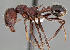  ( - CASENT0505354)  @13 [ ] CreativeCommons - Attribution Non-Commercial No Derivatives (2011) Brian Fisher California Academy of Sciences