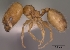  (Pheidole micula - CASENT0009428-D01)  @13 [ ] Unspecified (default): All Rights Reserved  Unspecified Unspecified