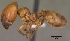  (Pheidole militicida - CASENT0066100-D01)  @13 [ ] Unspecified (default): All Rights Reserved  Unspecified Unspecified