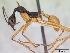  (Aphaenogaster texana - CASENT0007065-D01)  @13 [ ] Unspecified (default): All Rights Reserved  Unspecified Unspecified