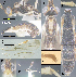  (Bioalfa pedroleoni - DHJPAR0021184)  @11 [ ] CreativeCommons Attribution NonCommercial ShareAlike (2021) M. J. Sharkey University of Kentucky