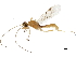  (Aleiodes carolinagodoyae - DHJPAR0023697)  @12 [ ] CreativeCommons - Attribution (2018) CBG Photography Group Centre for Biodiversity Genomics