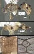  (Mesochorus unouno - DHJPAR0021752)  @12 [ ] CreativeCommons Attribution NonCommercial ShareAlike (2021) M. J. Sharkey University of Kentucky
