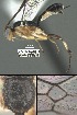  (Mesochorus unodostres - DHJPAR0023515)  @12 [ ] CreativeCommons Attribution NonCommercial ShareAlike (2021) M. J. Sharkey University of Kentucky