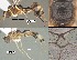  (Mesochorus unocinco - DHJPAR0020402)  @12 [ ] CreativeCommons Attribution NonCommercial ShareAlike (2021) M. J. Sharkey University of Kentucky