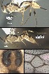  (Mesochorus doscuatro - DHJPAR0012190)  @11 [ ] CreativeCommons Attribution NonCommercial ShareAlike (2021) M. J. Sharkey University of Kentucky