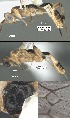  (Mesochorus dosseis - DHJPAR0012195)  @11 [ ] CreativeCommons Attribution NonCommercial ShareAlike (2021) M. J. Sharkey University of Kentucky