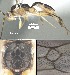  (Mesochorus tresnueve - DHJPAR0021777)  @11 [ ] CreativeCommons Attribution NonCommercial ShareAlike (2021) M. J. Sharkey University of Kentucky