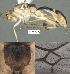  (Mesochorus cuatrocuatro - DHJPAR0021800)  @11 [ ] CreativeCommons Attribution NonCommercial ShareAlike (2021) M. J. Sharkey University of Kentucky