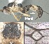  (Mesochorus sietetres - DHJPAR0021749)  @11 [ ] CreativeCommons Attribution NonCommercial ShareAlike (2021) M. J. Sharkey University of Kentucky