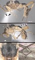  (Mesochorus nueveocho - DHJPAR0020369)  @11 [ ] CreativeCommons Attribution NonCommercial ShareAlike (2021) M. J. Sharkey University of Kentucky