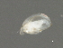  (Graptoleberis - IPEEivz_AYS-2008-04g-04)  @14 [ ] Unspecified (default): All Rights Reserved  Unspecified Unspecified
