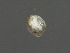  (Pleuroxus uncinatus - IPEEivz_AYS-2008-05c-01)  @11 [ ] Unspecified (default): All Rights Reserved  Unspecified Unspecified