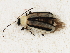  ( - BIOUG00824-H08)  @13 [ ] CreativeCommons - Attribution (2011) CBG Photography Group Centre for Biodiversity Genomics
