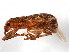  (Pandeleteius - BIOUG00818-C10)  @13 [ ] CreativeCommons - Attribution (2011) CBG Photography Group Centre for Biodiversity Genomics