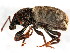  ( - BIOUG00818-E02)  @13 [ ] CreativeCommons - Attribution (2011) CBG Photography Group Centre for Biodiversity Genomics