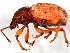  ( - BIOUG00818-F05)  @13 [ ] CreativeCommons - Attribution (2011) CBG Photography Group Centre for Biodiversity Genomics