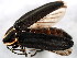  ( - BIOUG00818-H04)  @13 [ ] CreativeCommons - Attribution (2011) CBG Photography Group Centre for Biodiversity Genomics