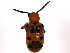  ( - BIOUG00834-A01)  @13 [ ] CreativeCommons - Attribution (2011) CBG Photography Group Centre for Biodiversity Genomics