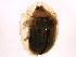  ( - BIOUG00834-A05)  @13 [ ] CreativeCommons - Attribution (2011) CBG Photography Group Centre for Biodiversity Genomics