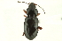 (Pterostichus pinguedineus - AS20100021)  @15 [ ] CreativeCommons - Attribution (2010) CBG Photography Group Centre for Biodiversity Genomics