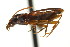  ( - AS20100036)  @13 [ ] CreativeCommons - Attribution (2010) CBG Photography Group Centre for Biodiversity Genomics